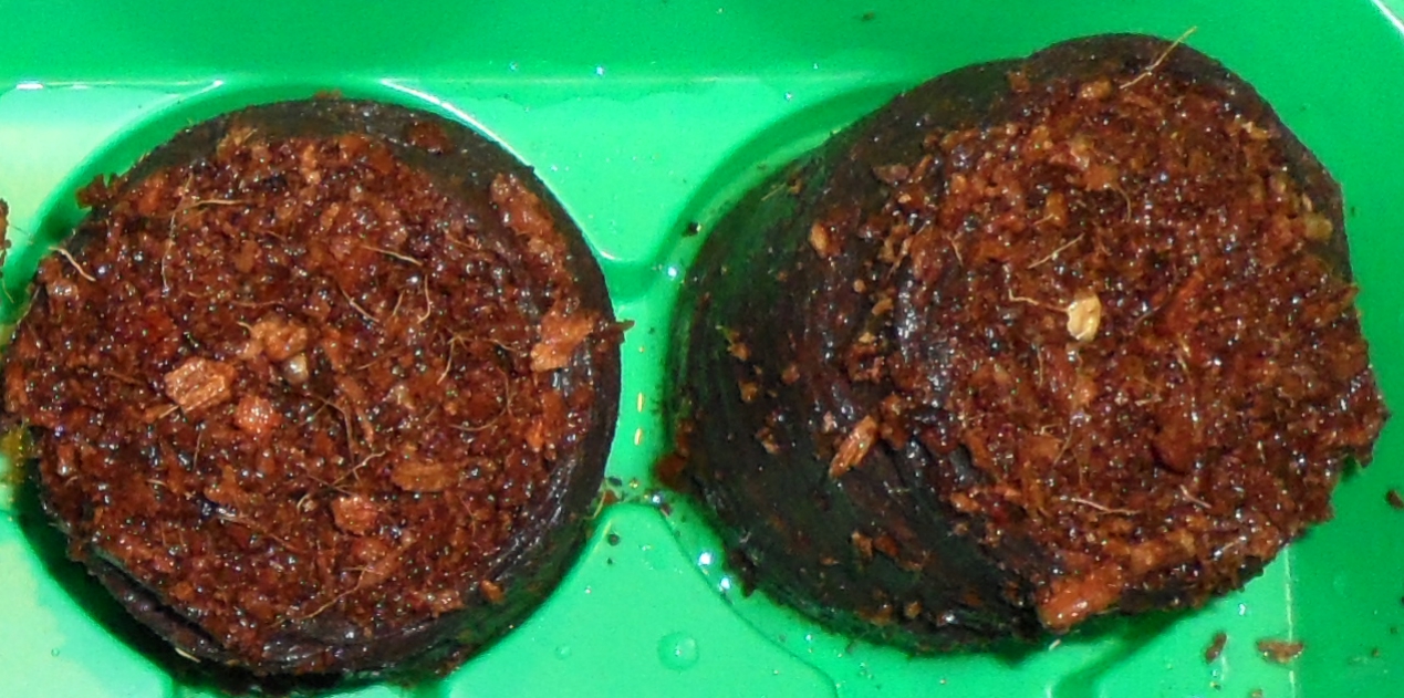 Granatapfel_1c